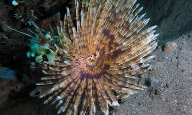 Night dive Tulamben area