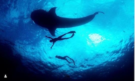 Rencontre en apnée entre baleines et requins à Isla Isla Mujeres, Quintana Roo