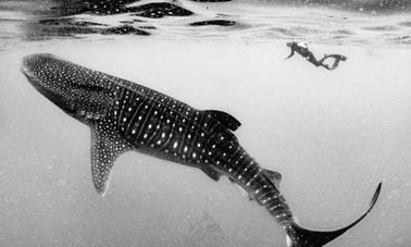 Freediving Whale-Shark Encounter in Isla Isla Mujeres, Quintana Roo