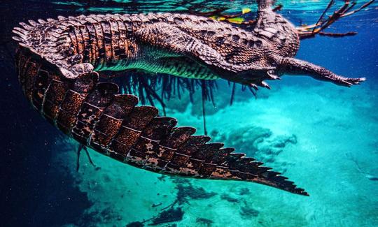 Buceo en apnea con cocodrilos en Isla Mujeres, Quintana Roo