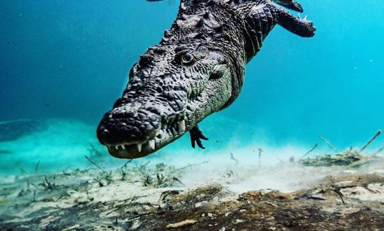 Buceo en apnea con cocodrilos en Isla Mujeres, Quintana Roo