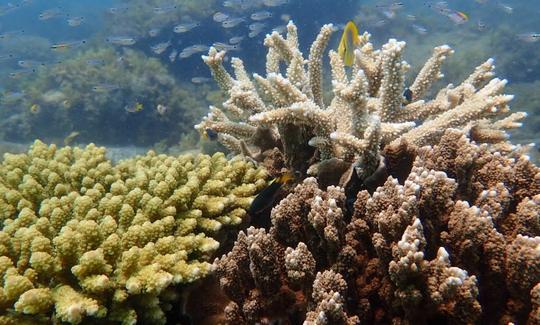 Viewing of our stunning coral on our Glass Bottom Boat Tour.
Included in our Coral Lunch Cruise