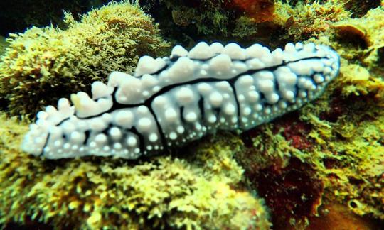 Coral Viewing