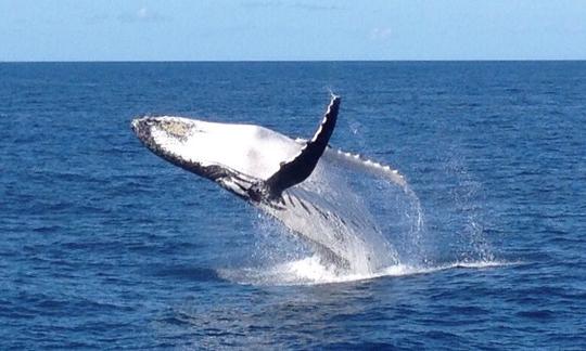 You could be lucky enough to see Whales or Dolphins