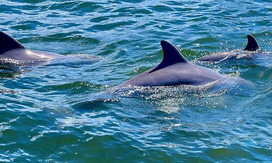 Dolphins next to the Tiki