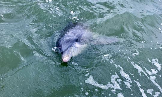 Say hi up close to a dolphin