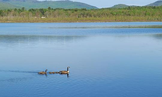 Some of the local residents on the pond.