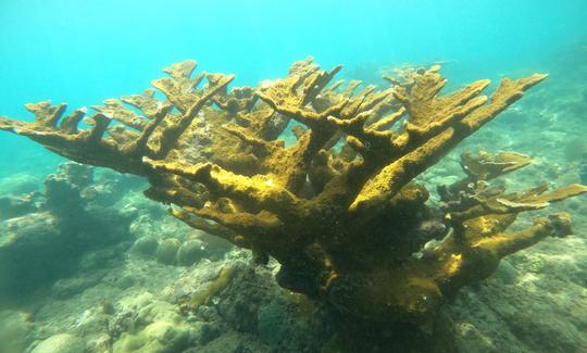 ELKHORN FOREST AWAITS IN RINCON'S MARINE RESERVE