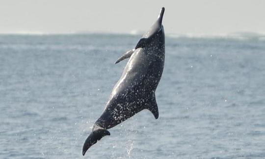 Aventura marina con delfines en Mauricio