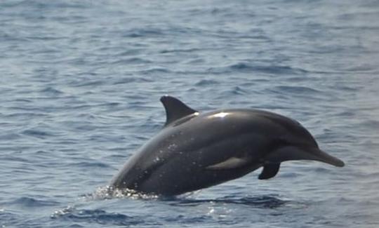 Aventura marina con delfines en Mauricio