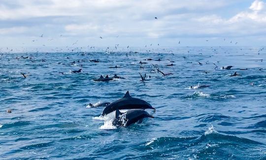 Spinner Dolphin School