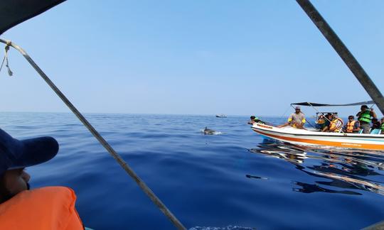 Dolphins Kalpitiya- Boat Trip