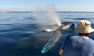 Whale Watching with Tour photos included on  26 ft Panga