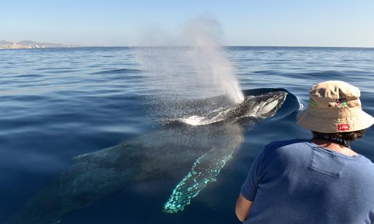 Whale Watching with Tour photos included on  26 ft Panga