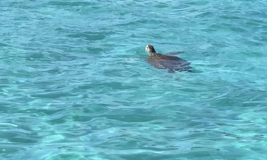 Excursão de mergulho com snorkel de 32 pés na Ilha Proline 4 nas Bahamas!