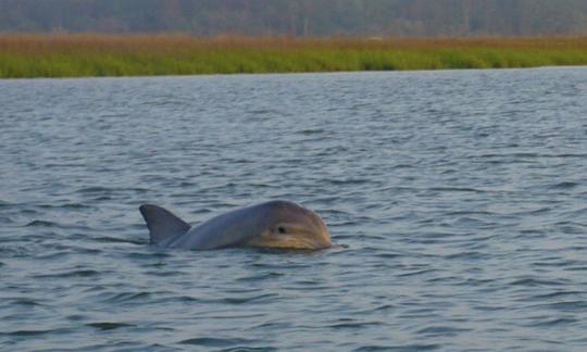 ¡Alquiler de pontones Suncatcher de 20 pies en Hilton Head Island 2021!