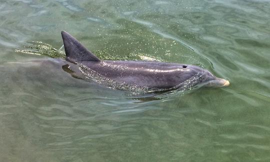 Low Tide Disappearing Island and Dolphin Adventure in Hilton Head Island!