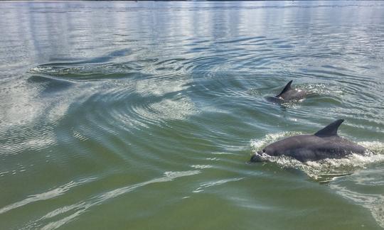 Low Tide Disappearing Island and Dolphin Adventure in Hilton Head Island!