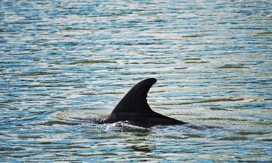 Recorrido con fuegos artificiales y delfines al atardecer en Hilton Head Island