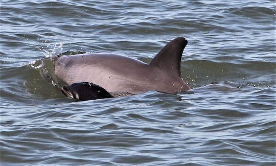 Recorrido con fuegos artificiales y delfines al atardecer en Hilton Head Island