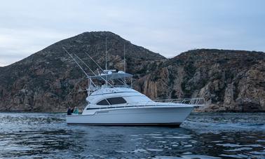 Excursion de pêche sportive Bertram Charters de 48 pieds d'une journée complète de 8 heures