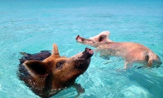 39FT VENTURE CENTER CONSOLE - SWIMMING ALL INCLUSIVE PIGS TOUR TO EXUMA