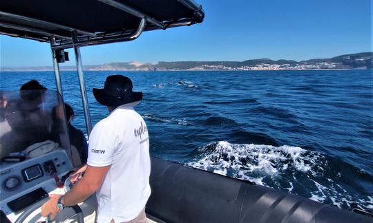 Tour privado de observación de delfines en Troia, municipio de Setúbal