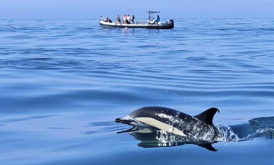 Tour privado de observación de delfines en Troia, municipio de Setúbal