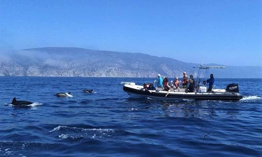 Avistamiento de delfines y recorrido por playas secretas en Sesimbra