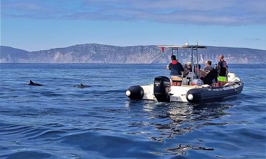 Tour privado de observación de delfines en Troia, municipio de Setúbal