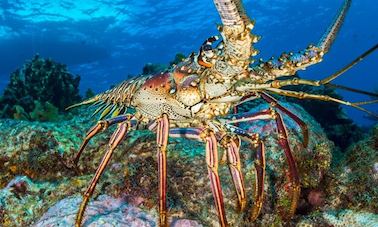 Aventure au homard dans les îles Turques-et-Caïques