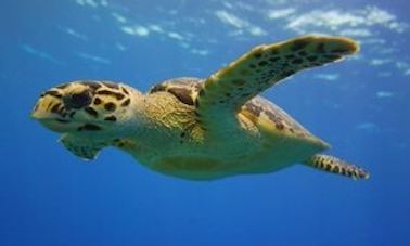 Plongée en apnée aux îles Turques-et-Caïques