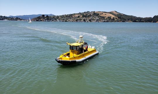 Fast and Fun Bridge and Wildlife Cruise on San Francisco Bay