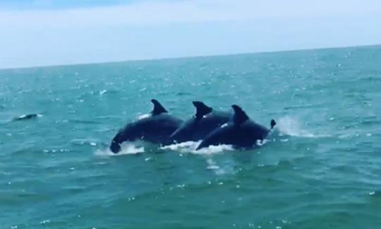 Aluguer de catamarã privado de 4 horas em North Myrtle Beach