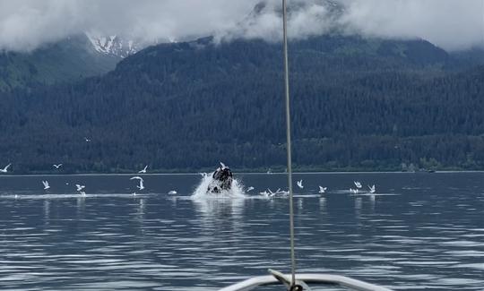 In May and June we often see whales in Resurrection Bay!