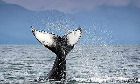 Carta de pescador esportivo de 35 pés em Juneau, Alasca