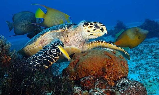 Diving Trip in San Miguel de Cozumel