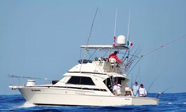 37' Bertram Sport fishing à louer à Cabo San Lucas