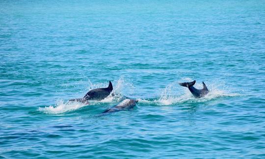 Dolphins playing