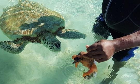 Turtle Encounter