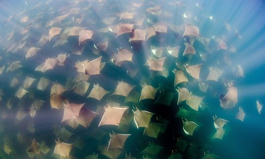 Private Mobula Ray Snorkel: San Jose del Cabo, BCS