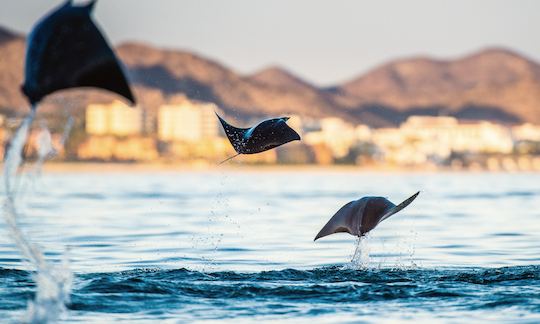 Private Mobula Ray Snorkel: San Jose del Cabo, BCS