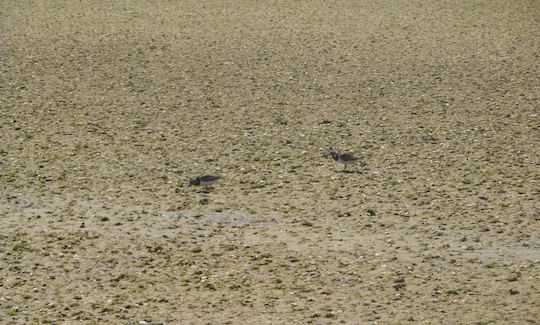 2H Birdwatching in Solar Boat Ria Formosa in Faro, Portugal