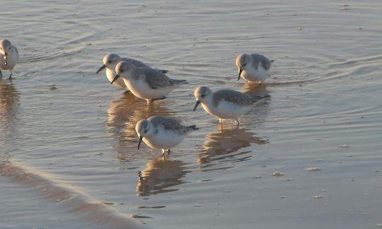 2H Birdwatching in Solar Boat Ria Formosa in Faro, Portugal