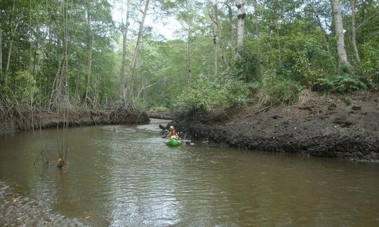 Explore el estuario de Costa Rica en un recorrido en kayak