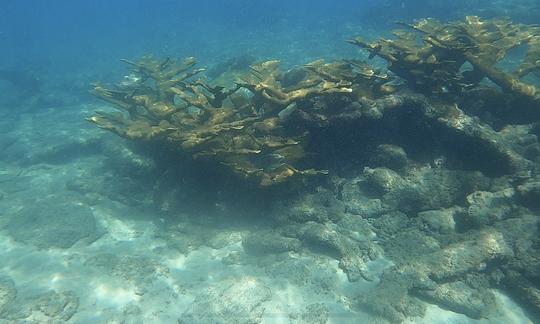 elkhorn coral at very shollow depth for your enjoyment. I'll teach you about conservation of our majestic corals