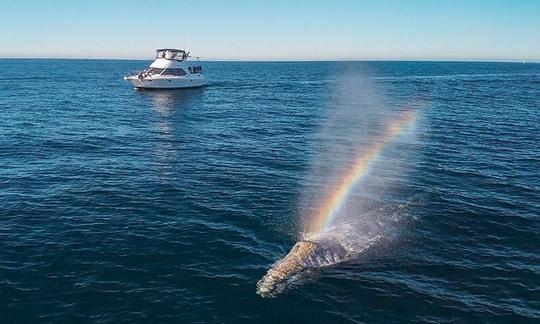 Observação de baleias 5 estrelas em um iate a motor de luxo em Dana Point