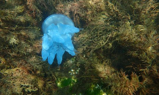 Barrel jellyfish (Rhizostoma pulmo) in Black Sea (Rusalka, Bulgaria)