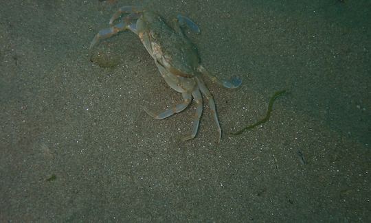 Crab (Macropipus holsatus) in Black Sea (Romania)