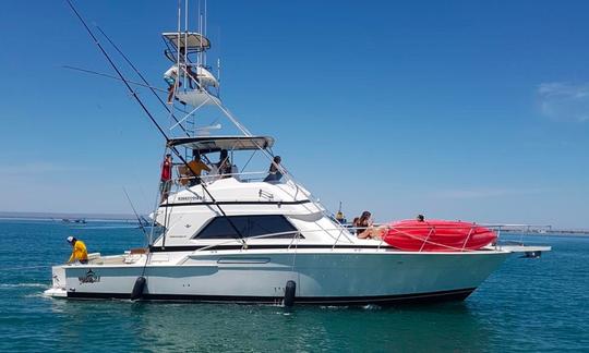 Bertram Sport 50- La pêche et la croisière passent au niveau supérieur